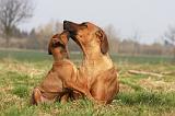 RODESIAN RIDGEBACK 106